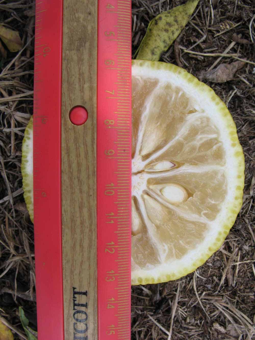           Fruit cross-section (Winter Haven, FL)   